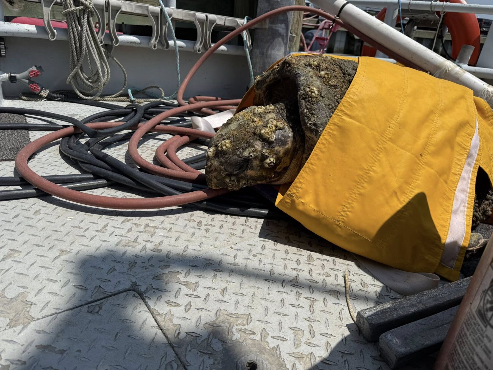 seaturtlerescue0706_3.jpg